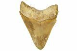 Serrated, Fossil Megalodon Tooth From Morocco - Rare Location #353009-1